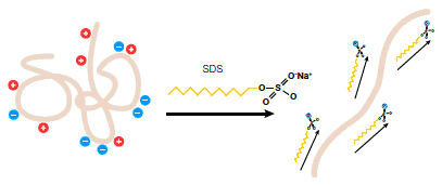 Resultado de imagen de SDS protein interaction page